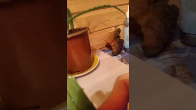 Натуральная косметика для лица и волос. Гриб Чага берёзовая и Алое Вера. Рецепт. ФитоДар.