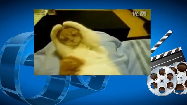 Котэ отжигает. Котенок закрывает ушки лапками. Коты веселятся смотреть онлайн