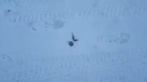 найдены зимой черепаха и ящерица