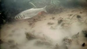 [underwater on the Western Dvina River/под водой на реке Западная Двина]