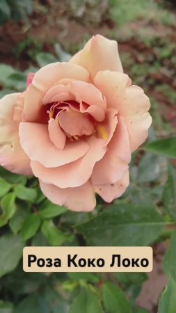 Роза Коко Локо #розы #rose #цветы #сад #садоводство #garden #растения #flowers #дача34