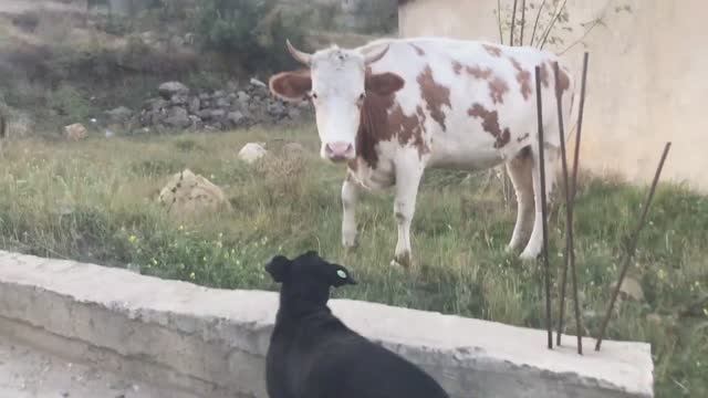 Песня Волка из сказки ЗАЙКА ЗАЗНАЙКА. смотреть онлайн
