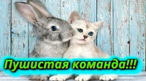 Кто бы мог подумать Кот и кролик – лучшие друзья!