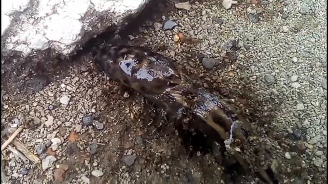 Слизень пытался прорваться через муравейник. Слизень сцепился с муравьями.