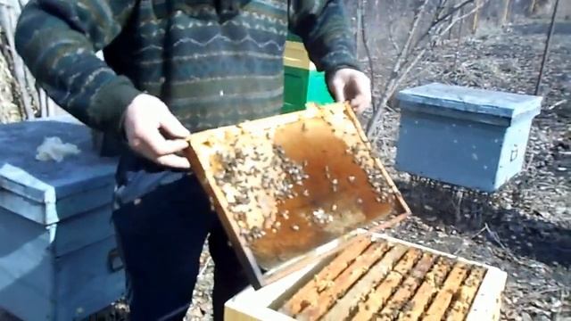 финал зимовки пчёл в ульях ппу на воле с сетчатым дном смотреть онлайн