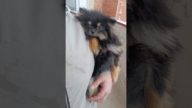 мальчик 9 месяцев померанский шпиц черно-подпалый смотреть онлайн