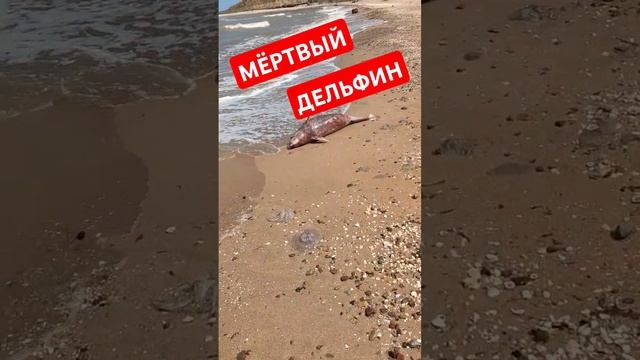 МËРТВЫЙ ДЕЛЬФИНАЗОВСКОЕ МОРЕ/1 СЕНТЯБРЯ #голубицкая #азовскоеморе #пляж #смешалкины