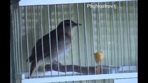 Соловей самец очень кросиво поёт послушай и отдыхай и рослаблай первый