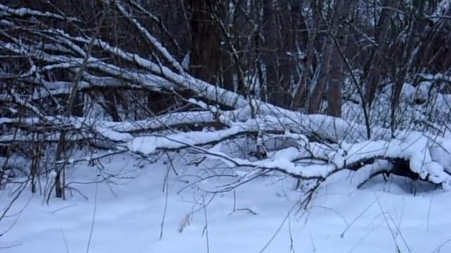 Западно сибирская лайка работа по кабану