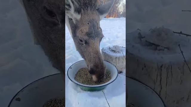 Ручной лось Маруся в Заринском районе Алтайский край