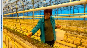 2000 тонн помидоров в год! Тепличное предприятие заработало благодаря поддержке Главы ДНР