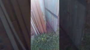 Чечевичная солома