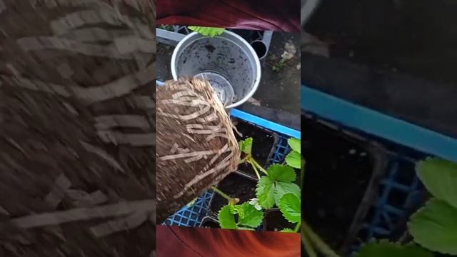 Саженцы клубники