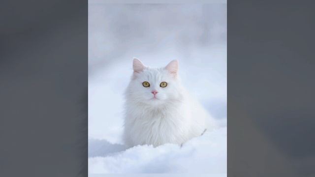 Котя
