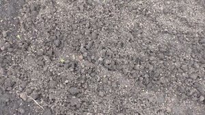 Кукуруза в открытом грунте взошла через восемь дней после посева