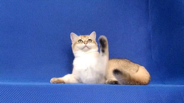 Британские котята,золотой тиккированный мальчик. Продажа. BSH ny 25 for sale