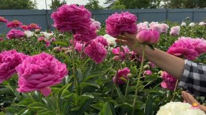 Сеянцы пионов Ворошиловой. Цветение 2023 года! Часть 19 / Сад Ворошиловой