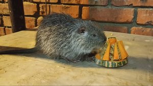 Нашему НУТРЯЧКУ-ХОМЯЧКУ - 1 месяц! 25.11.24.