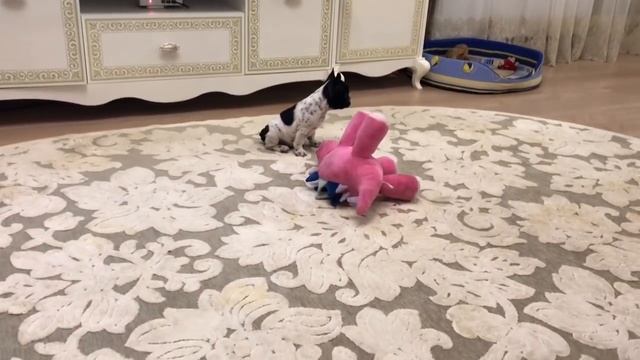 Французский Бульдог Марсик учит Миру борьбе смотреть онлайн