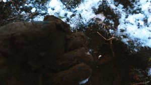 В поисках позиций. Заснеженный лес плацдарма. Находки на старом фундаменте. #поиск #память #коп