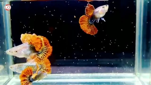20 Jenis Ikan Guppy Paling Terkenal di Indonesia sampai Luar Negeri