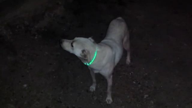 крутой ошейник для Фильки