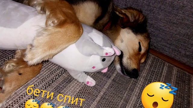 собака мило спит с котом 🫣 смотреть онлайн