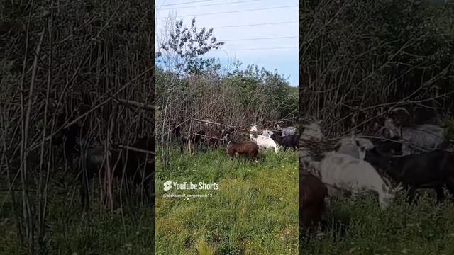 Деревья не выдерживают натиск козочек