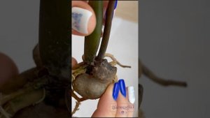 Спасение вариегатного замиокулькаса с гниющими корнями