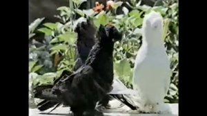 Бухарские Голуби