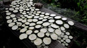 Сушим кабачки, чтобы пережить зиму