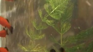 Домочадцы. Часть 3