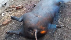 ЯК СМАЛИТИ СТАРИХ СВИНЕЙ, МАЛЕНЬКІ СЕКРЕТИ 😉