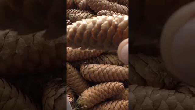 Где я взял семена елок для посева