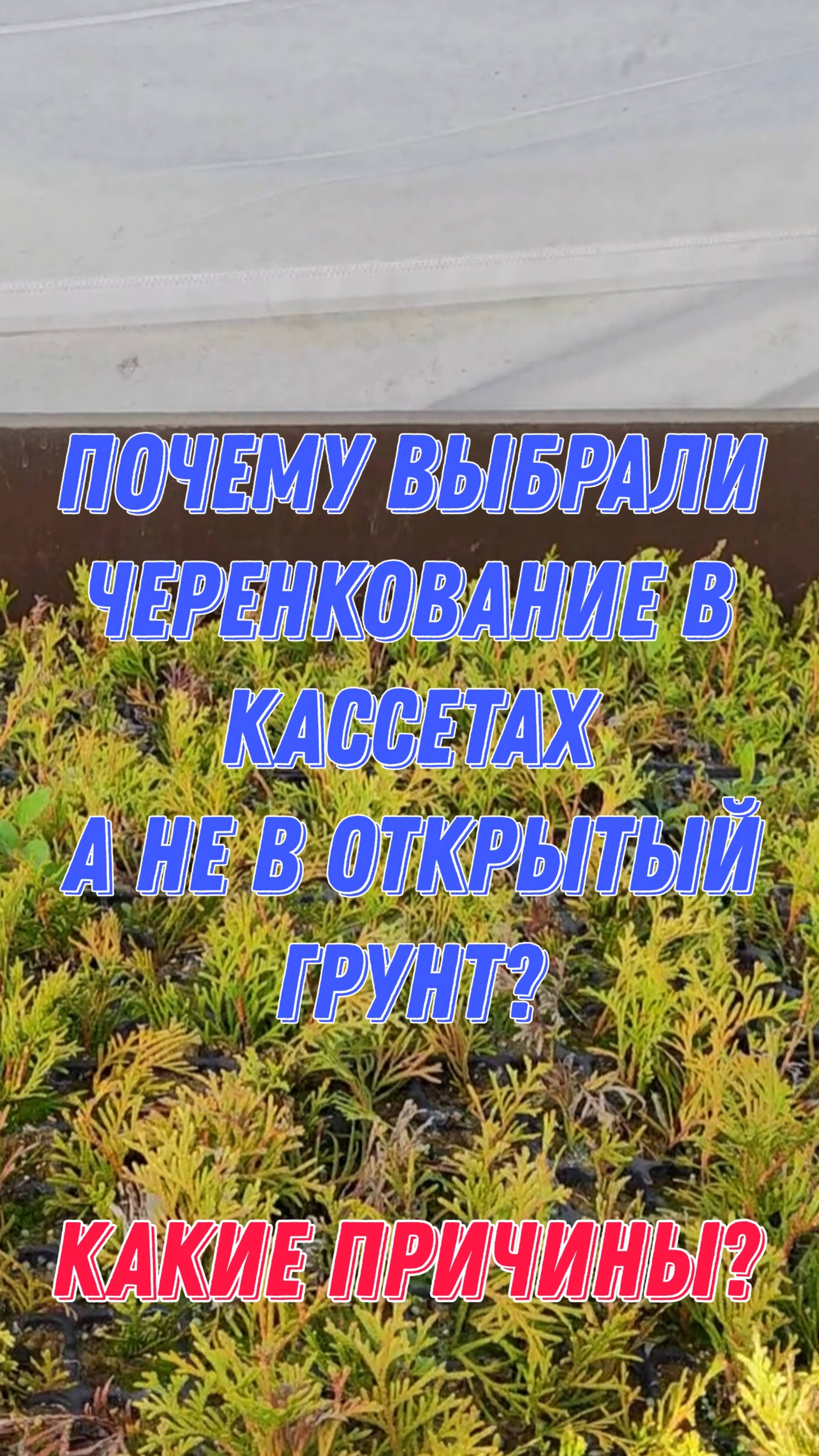 Почему выбрали черенкование в кассетах, а не в открытый грунт? Какие причины? смотреть онлайн