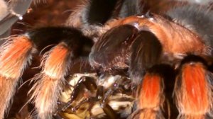 кормим паука brachypelma boehmei