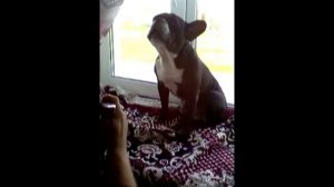 Собака поёт под губную гармошку .wmv