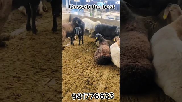 #gosht #aqiqa #qoʻy #qochqor #shortsvideo #shortvideo #xizmat #ehson #video #thebutcher