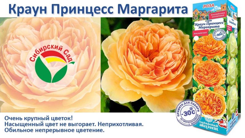 Роза Краун Принцесс Маргарита (Английская) от Агрофирмы "Сибирский сад"