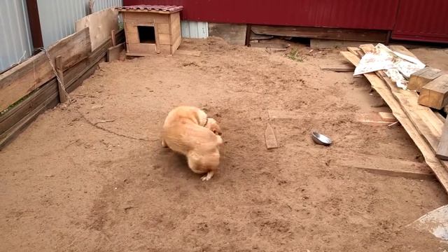 "Пёс забияка" смотреть онлайн