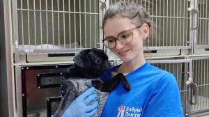 Ветеринарные врачи и их питомцы