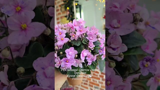 🐇🌸РС-Зимний Цветок спорт. На 5-6 год сортовые цветы превратились в розовых "бабочек"