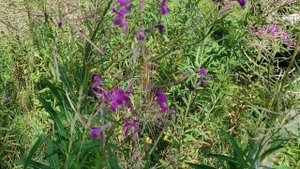 Пчеловодство. Медоносы! Расширяю медоносную базу. Собираю семена Иван чая (Кипрей).