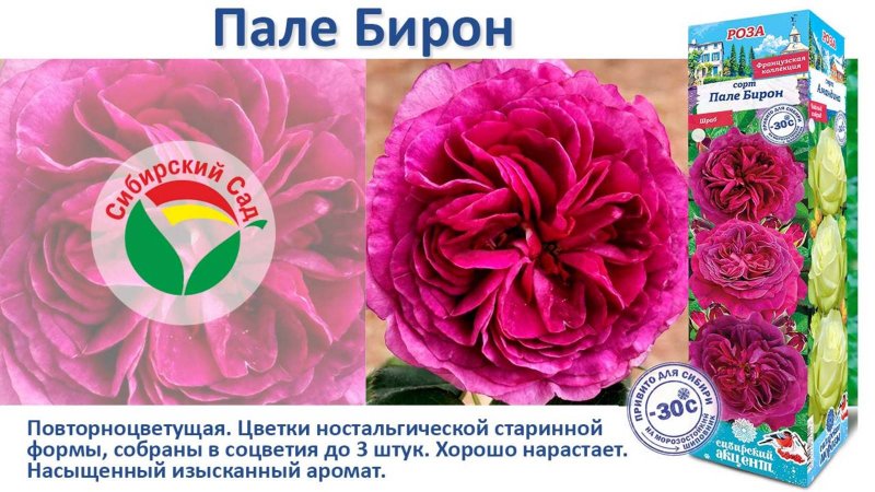 Роза Пале Бирон (Шраб) от Агрофирмы "Сибирский сад"