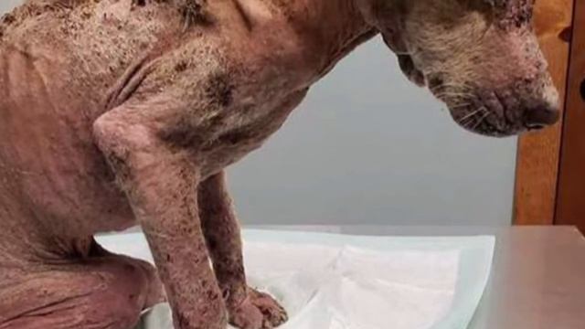 Собаку выкинули как не нужную вещь . Посмотрите как она сейчас выглядет шокировало Волонтёров смотреть онлайн