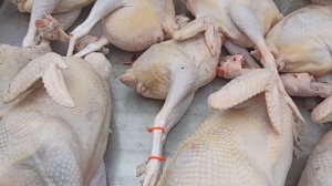 Как определить, несется старая курица или нет.. плюс формула успеха..