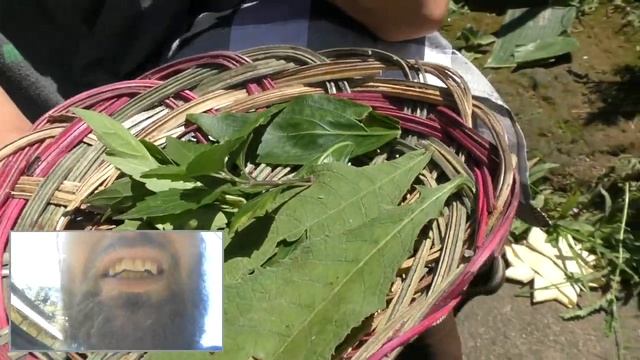Знахарь Ваян о растение  Бали Orthosiphon aristatus (ОРТОСИФОН ТЫЧИНОЧНЫЙ) KUMIS KUCHING лечит почки
