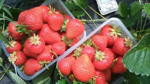 Самый крупноплодный сорт НСД в моей коллекции.