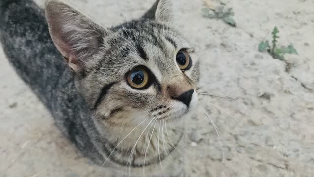 Жизнь прекрасна, война ужасна. смотреть онлайн