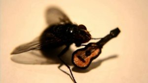 По стене ползёт пельмень